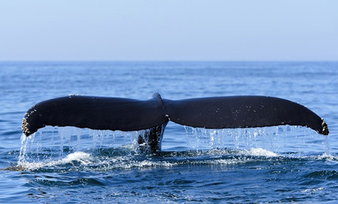 Hermanus Holiday Property Management